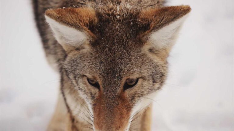 How To Access The 99 Exch Link Securely?